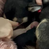 Cucciolo di ciwawa originale disponibile da giorno