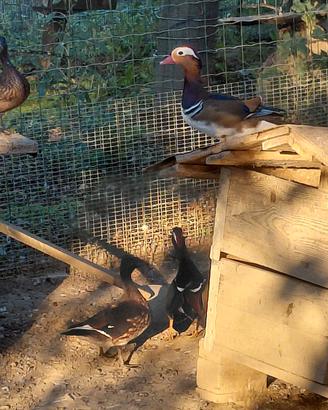 Coppie di anatra mandarina