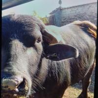 Toro bufalino