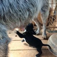 Meticci drahthaar segugio