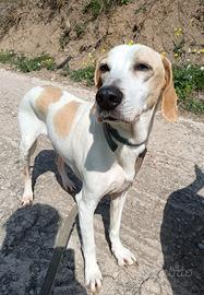Cagnolino taglia media
