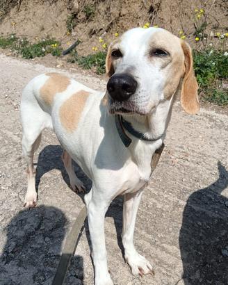 Cagnolino taglia media