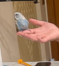 Animali