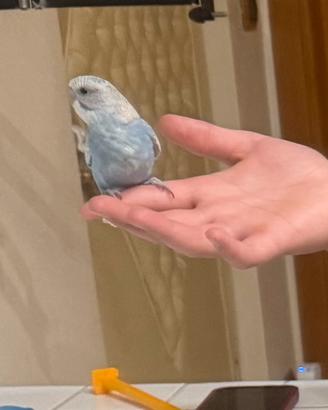 Animali