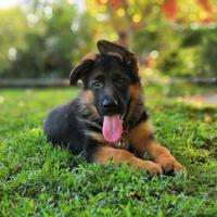 Meravigliosi cuccioli di pastore tedesco