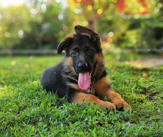 Meravigliosi cuccioli di pastore tedesco