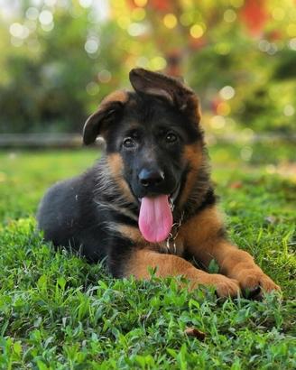 Meravigliosi cuccioli di pastore tedesco
