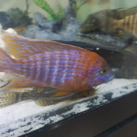 Ciclidi subadulti Haps