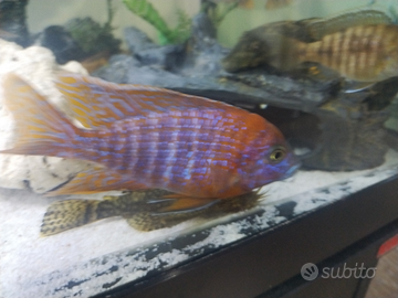 Ciclidi subadulti Haps