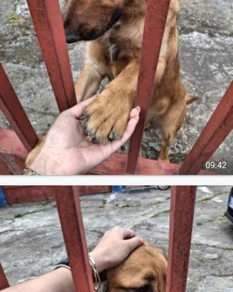 Cane taglia media