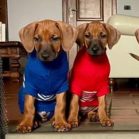 Cuccioli in adozione