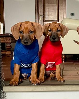 Cuccioli in adozione