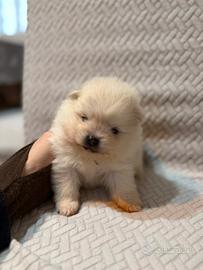 Spitz della Pomerania Toy