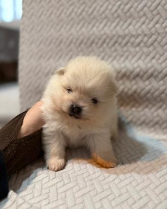 Spitz della Pomerania Toy