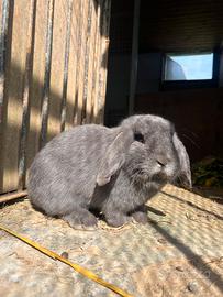 Conigli ariete nano cuccioli fulvo blu