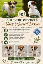 Cuccioli di Jack russell terrier con pedigree 