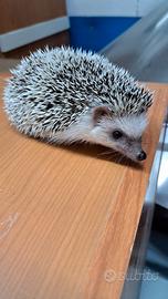 Riccio africano albiventrix