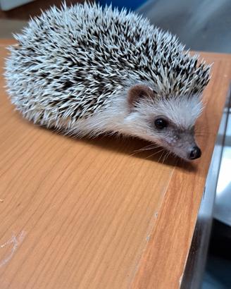 Riccio africano albiventrix