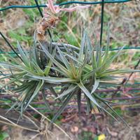 pianta di tillandsia