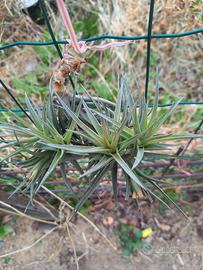 pianta di tillandsia