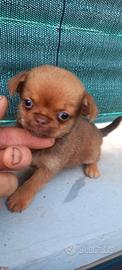 chihuahua moni toy
