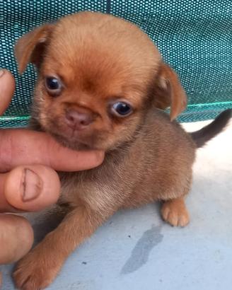 chihuahua moni toy