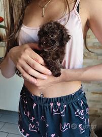 Cuccioli barboncino choco