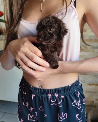 Cuccioli barboncino choco