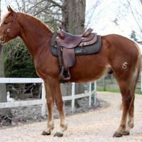 Cavalli per tutte le esigenze