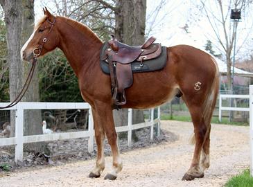 Cavalli per tutte le esigenze