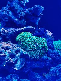 Coralli Acquario marino