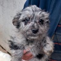 Cuccioli Meticci