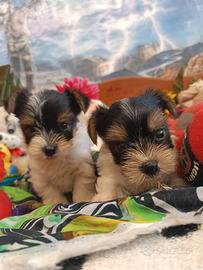 Toby e Riky Cuccioli Biewer Yorkshire