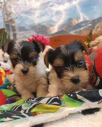 Toby e Riky Cuccioli Biewer Yorkshire