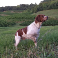 Cane Breton adatto per caccia