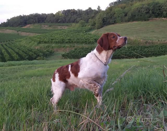 Cane Breton adatto per caccia