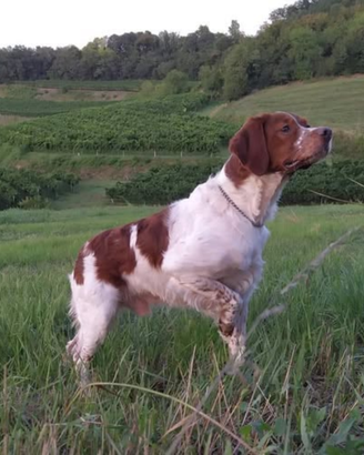 Cane Breton adatto per caccia