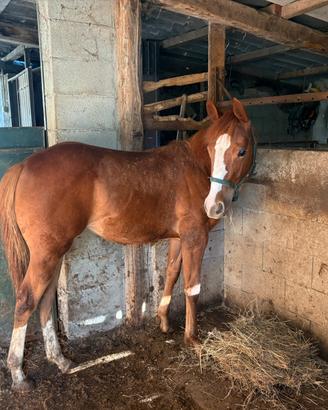 Puledra paint