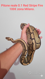 Pitone reale