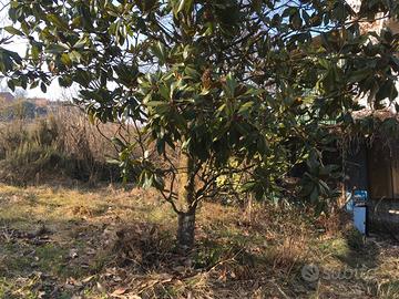 Casa di civile abitazione e terreni agricoli