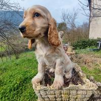 Cocker Spaniel Inglese Cucciola Femmina