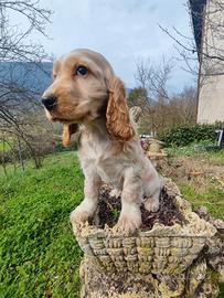 Cocker Spaniel Inglese Cucciola Femmina
