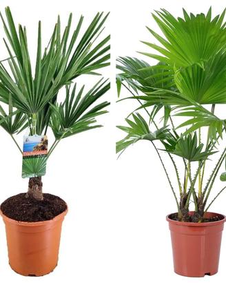 PALME RESISTENTI
50 CM 9 EURO
1 METRO 19 EURO
1.5 