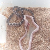 Panterophis guttatus (Serpenti del grano)