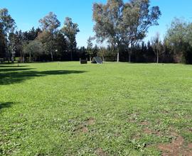 Terreno agricolo