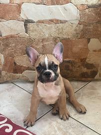 Bulldog francese