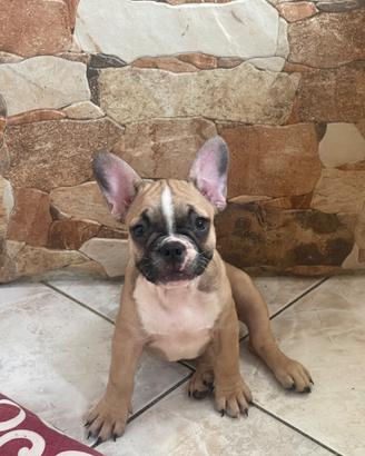 Bulldog francese