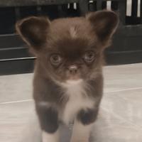 Chihuahua pelo lungo pedigree Enci