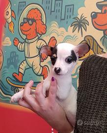 Chihuahua/Pincher Femmina