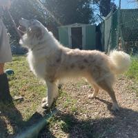Australian Shepherd Pastore Australiano per Monta